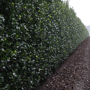 Ilex meserveae Blue Prince